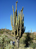 photo thumbnail #12