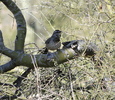 photo thumbnail #3