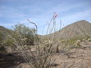 photo thumbnail #4