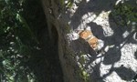 photo thumbnail #4