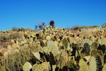 photo thumbnail #7
