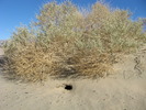 photo thumbnail #12