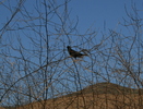 photo thumbnail #11