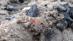 photo thumbnail #13