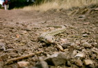 photo thumbnail #15