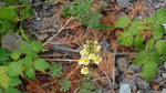 2010-07-27 :2: Bear Creek Canyon :: slegal