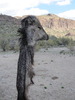 photo thumbnail #5