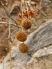 photo thumbnail #14