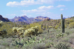 photo thumbnail #4