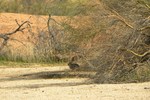 2011-02-21 :2: Scenic Trail - MMRP :: NatureKopelli