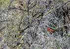 photo thumbnail #8