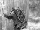 photo thumbnail #15