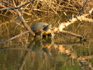 photo thumbnail #8