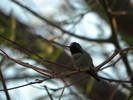photo thumbnail #11
