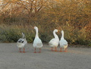photo thumbnail #15