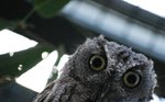 2008-05-04 :: Feathered Friends :: Jenna Palomino