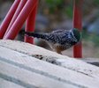 photo thumbnail #5