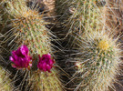 photo thumbnail #4