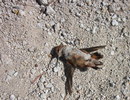 photo thumbnail #7