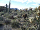 photo thumbnail #7