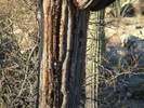photo thumbnail #4