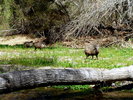 photo thumbnail #15