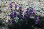 photo thumbnail #12