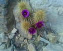 photo thumbnail #4