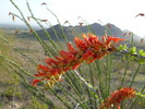 Featured Detail Photo