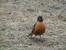 photo thumbnail #8