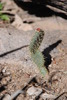 photo thumbnail #9