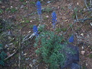 photo thumbnail #13