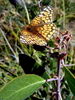 photo thumbnail #12