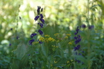 photo thumbnail #3
