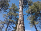 photo thumbnail #12