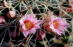 photo thumbnail #13