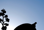 photo thumbnail #15