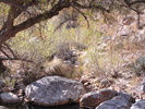 photo thumbnail #5
