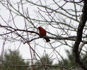 photo thumbnail #7