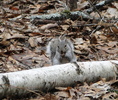 photo thumbnail #8