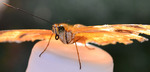 photo thumbnail #7