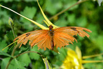photo thumbnail #10