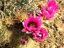 photo thumbnail #3