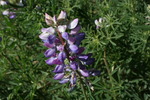 photo thumbnail #15