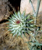 photo thumbnail #2