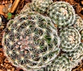photo thumbnail #4