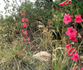 photo thumbnail #2