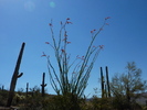 photo thumbnail #8