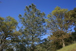 photo thumbnail #11