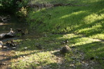 photo thumbnail #13